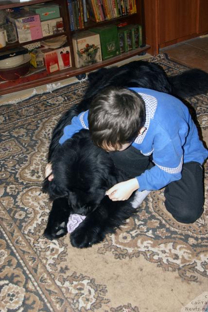 Фото: ньюфаундленд Юган с Тоянова Городка (Ygan s Toyanova Gorodka)