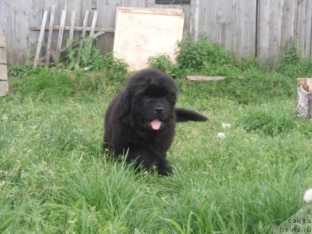 Фото: ньюфаундленд С'Нежная Вьюга Армандо Паруссо (S'Nezhnaya Vjuga Armando Parusso)