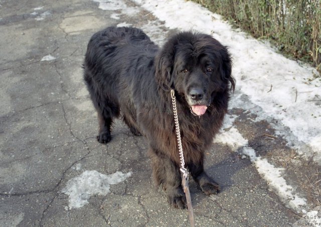 Фото: ньюфаундленд Мирон