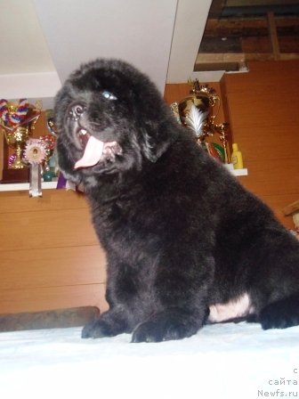 Фото: ньюфаундленд С'Нежная Вьюга Армандо Паруссо (S'Nezhnaya Vjuga Armando Parusso)