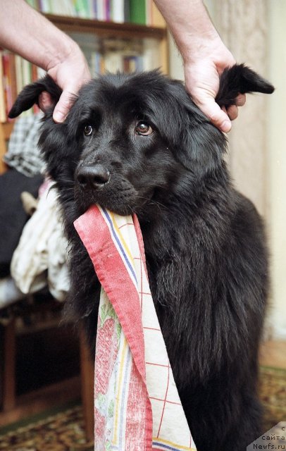 Фото: ньюфаундленд Вожди Атлантиды Габби