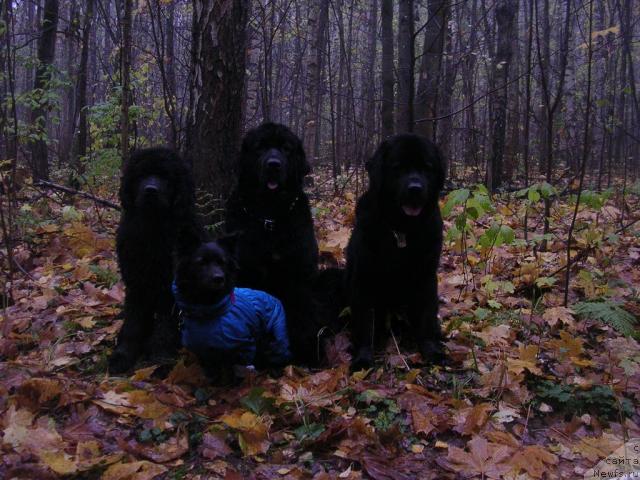 Фото: ньюфаундленд Амулет Любви и Счастья (Amulet Lyubvi i Schastya), ньюфаундленд Сангрия, ньюфаундленд Норт Фэйс Лаванда