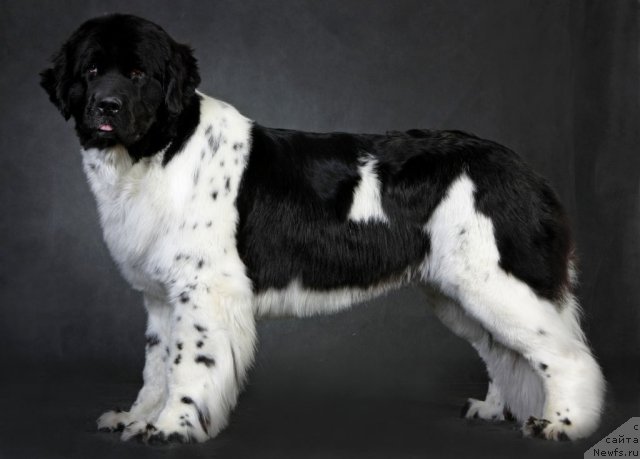 Фото: ньюфаундленд Питерньюф Продижи (Piternyuf Prodigy)