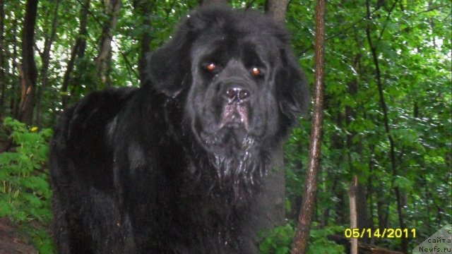 Фото: ньюфаундленд Роксана Леди Совершенство