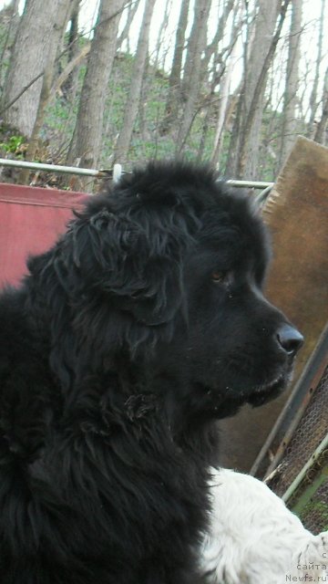 Фото: ньюфаундленд Роксана Леди Совершенство