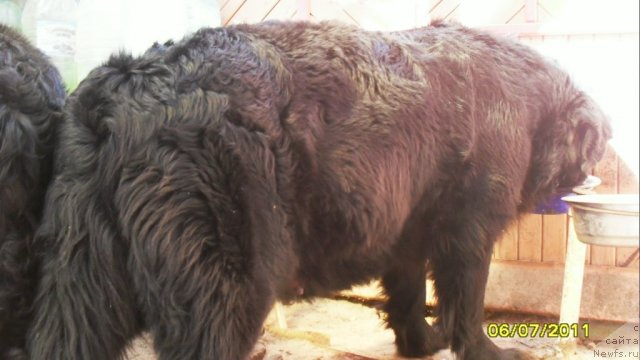 Фото: ньюфаундленд Роксана Леди Совершенство