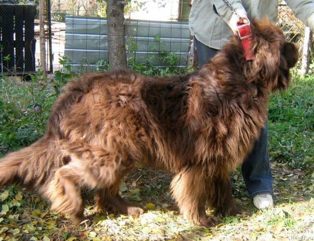 Фото: ньюфаундленд Луи Филипп