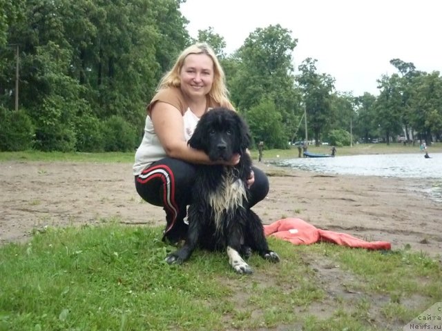 Фото: ньюфаундленд Питерньюф Енигма (Piternyuf Enigma)