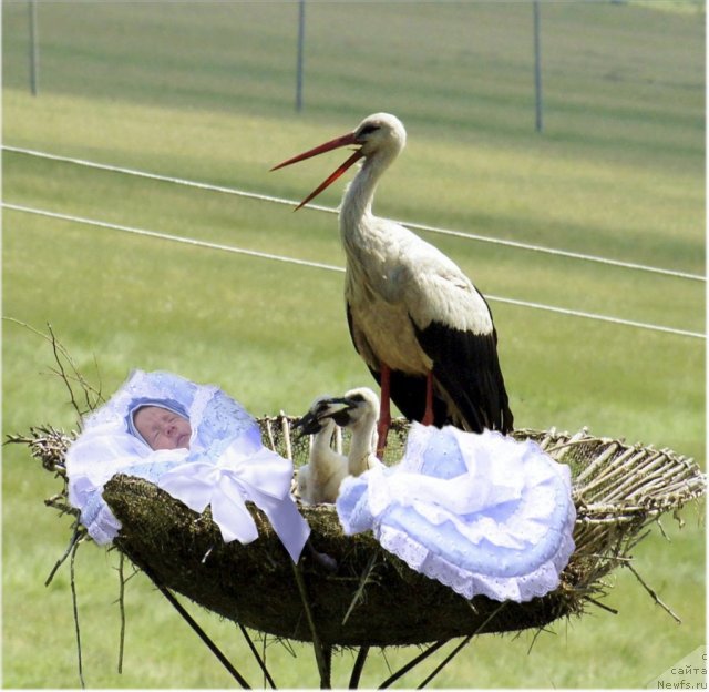 Фотография № 73193