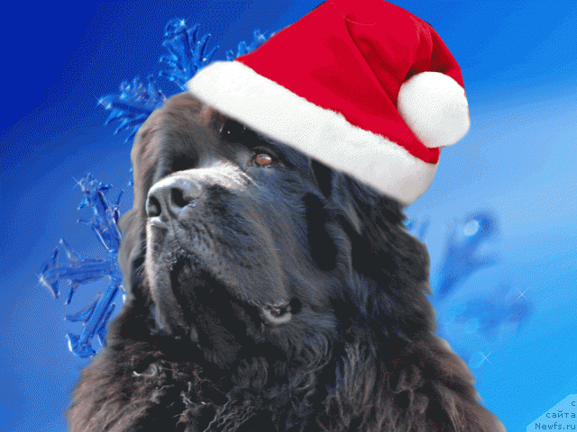 Фото: ньюфаундленд Чанси из Золотого Треугольника