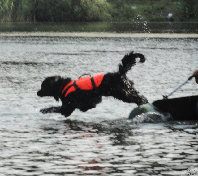 Фото: ньюфаундленд Целого Мира Мало из Аркаима (Tselogo Mira Malo iz Arkaima)