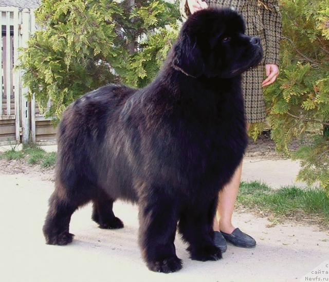 Фото: ньюфаундленд Balloon from Bomberland