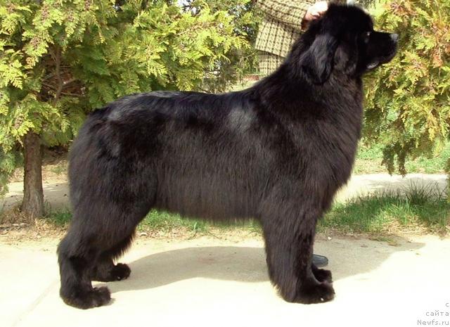 Фото: ньюфаундленд Banana from Bomberland