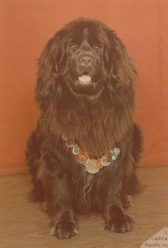 Фото: ньюфаундленд Жуан из Красного Яра