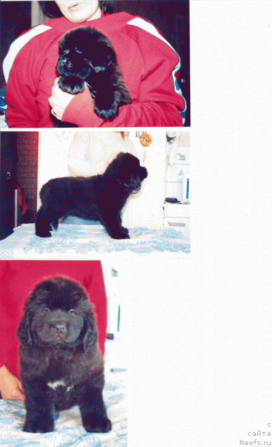 Фото: ньюфаундленд Сент Джонс Дуглас