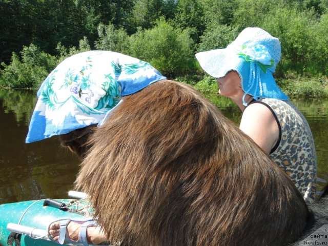 Фото: ньюфаундленд Бархатка Роскошная, Светлана Пермякова