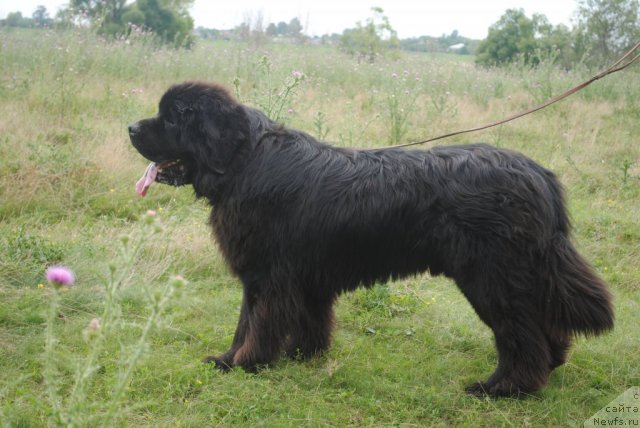 Фото: ньюфаундленд Сент Джонс Убертино (Sent Djons Ubertino)