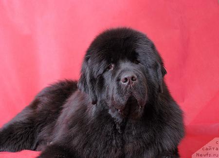 Фото: ньюфаундленд Супер Премиум Аск Ми Фром Эксклюзив