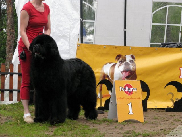 Фото: ньюфаундленд Галант Сэр Гамильтон