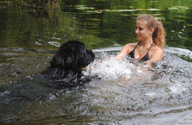 Фото: ньюфаундленд Славянка с Берега Дона (Slavjanka s Berega Dona), Ира
