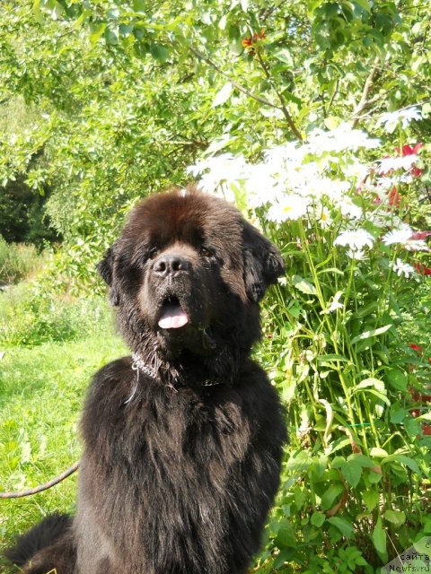 Фото: ньюфаундленд Фанньюф Олигарх Литавр