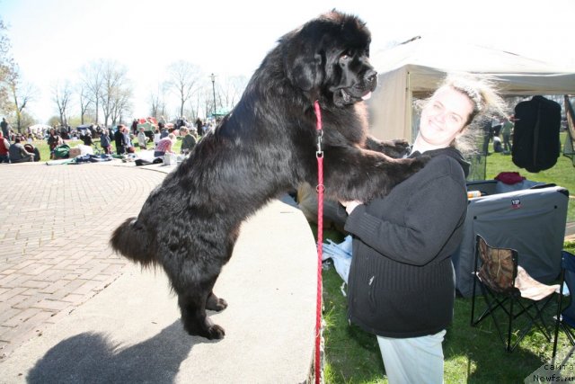 Фото: ньюфаундленд Gimenej Golden Star, Елена Розенфельд