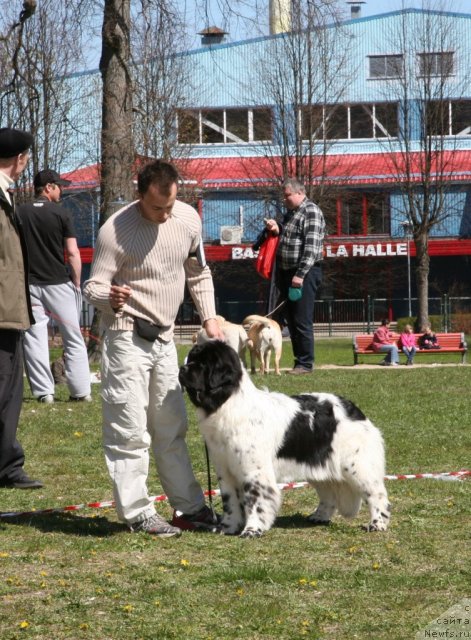 Фото: ньюфаундленд Аквиан Сонг Зеро Гравити (Akvian Song Zero Graviti), Александр Розенфельд