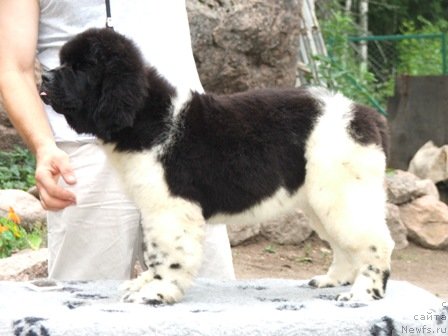 Фото: ньюфаундленд Плюшевая Панда Уникальное Сокровище (Plushevaya Panda Unikalnoe Sokrowischtsche)