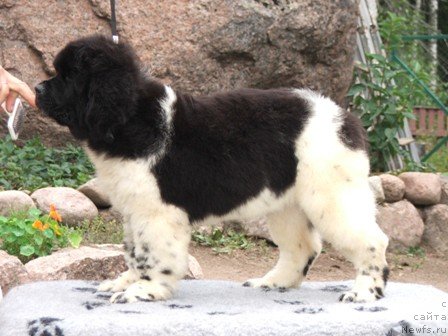 Фото: ньюфаундленд Плюшевая Панда Уникальное Сокровище (Plushevaya Panda Unikalnoe Sokrowischtsche)