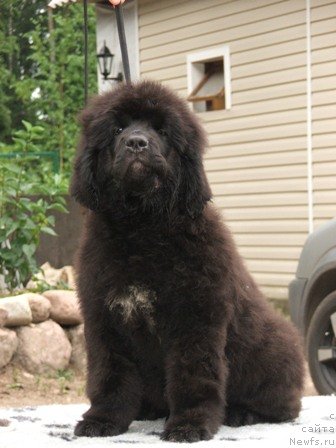 Фото: ньюфаундленд Плюшевая Панда Устинья Савельевна (Plushevaya Panda Ustinja Savelevna)