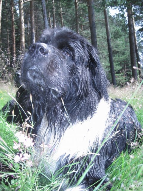 Фото: ньюфаундленд Супер Бизон Гера