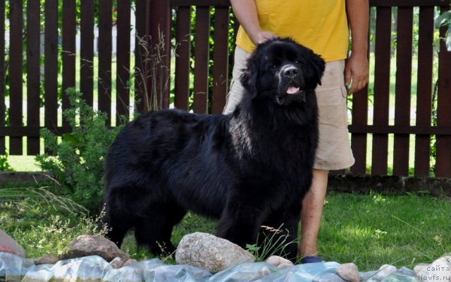 Фото: ньюфаундленд Сажа с Берега Дона (Sazha s Berega Dona)