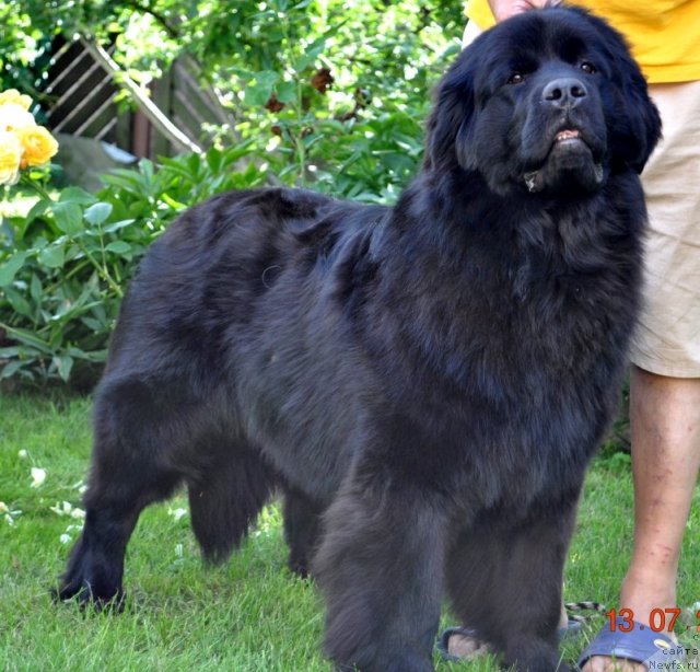 Фото: ньюфаундленд Сажа с Берега Дона (Sazha s Berega Dona)