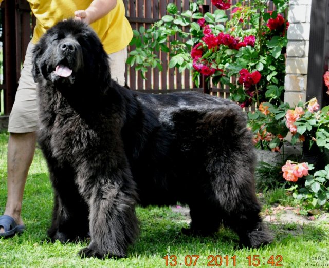 Фото: ньюфаундленд Звезда Ростова с Берега Дона (Zvezda Rostova s Berega Dona)