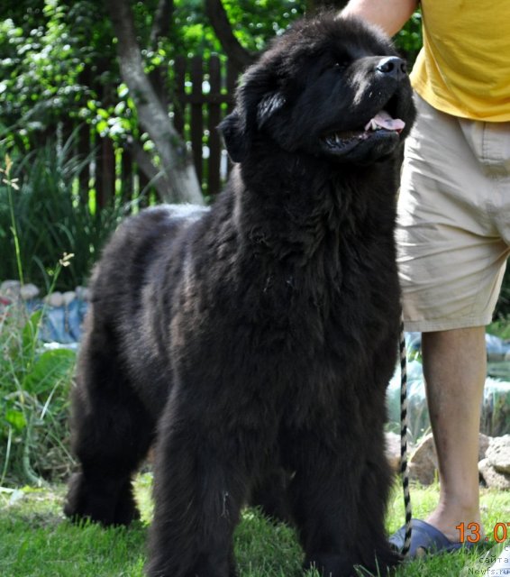 Фото: ньюфаундленд Звезда Ростова с Берега Дона (Zvezda Rostova s Berega Dona)