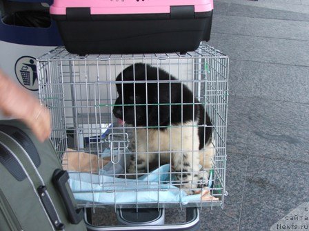 Фото: ньюфаундленд Плюшевая Панда Уникальное Сокровище (Plushevaya Panda Unikalnoe Sokrowischtsche)