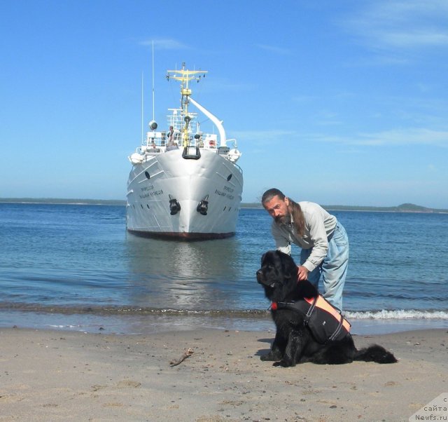 Фото: ньюфаундленд Акватория Келвин Кадриль (Aquatoriya Kelvin Kadril), Александр Жаков