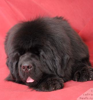 Фото: ньюфаундленд Супер Премиум Аск Ми Фром Эксклюзив