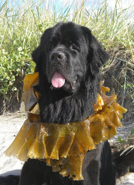 Фото: ньюфаундленд Акватория Келвин Кадриль (Aquatoriya Kelvin Kadril)