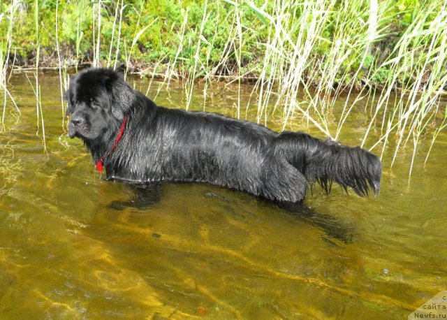 Фото: ньюфаундленд Акватория Келвин Кадриль (Aquatoriya Kelvin Kadril)