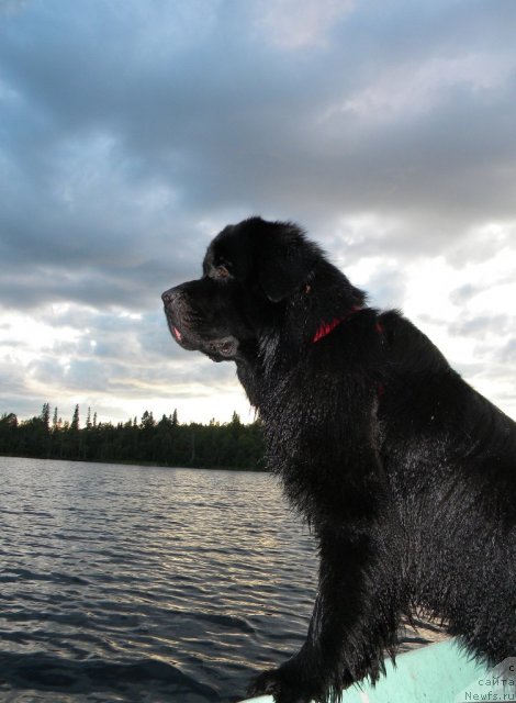 Фото: ньюфаундленд Акватория Келвин Кадриль (Aquatoriya Kelvin Kadril)