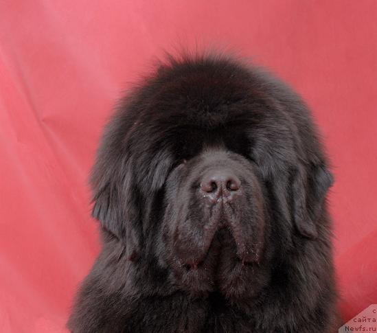 Фото: ньюфаундленд Супер Премиум Аск Ми Фром Эксклюзив