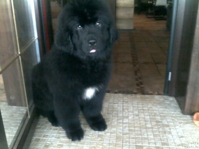 Фото: ньюфаундленд Плюшевая Панда Удивительная Кейт (Plushevaya Panda Udivitelnaja Kejt)