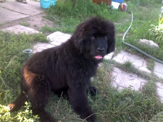 Фото: ньюфаундленд Плюшевая Панда Удивительная Кейт (Plushevaya Panda Udivitelnaja Kejt)