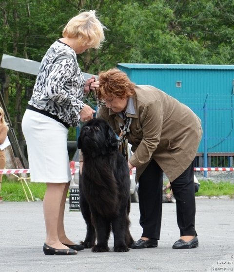 Фото: ньюфаундленд Сент Джонс Тендер Кисс оф Элли (Sent Djons Tender Kiss of Elly)