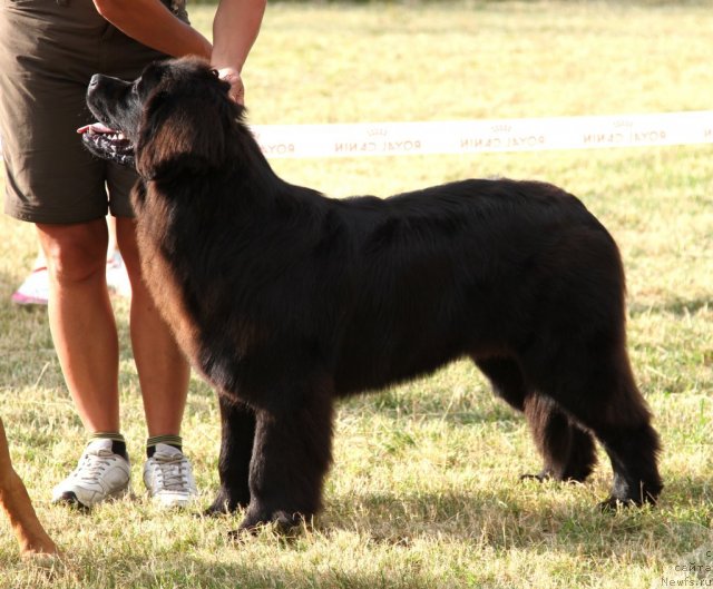 Фото: ньюфаундленд Особа Статная из Медвежьего Яра