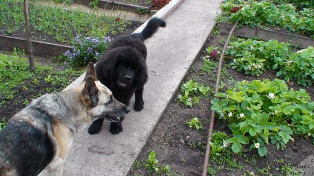 Фото: ньюфаундленд Версачи из Медвежьего Яра