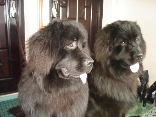Фото: ньюфаундленд Версачи из Медвежьего Яра