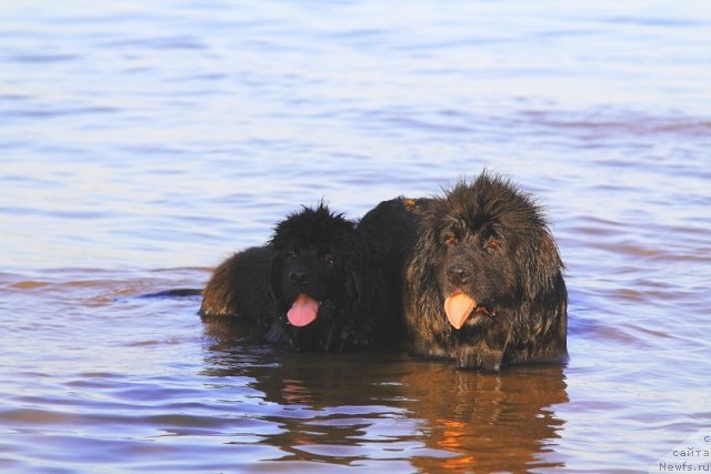 Фото: ньюфаундленд Супер Бизон Астория, ньюфаундленд Антарио Блэк Стайл (Antario Black Style)