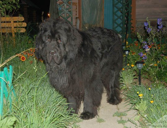 Фото: ньюфаундленд Сент Джонс Орфей